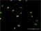 Minichromosome Maintenance Complex Component 6 antibody, H00004175-M04, Novus Biologicals, Immunofluorescence image 