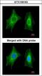 Phosphoserine Phosphatase antibody, LS-B10780, Lifespan Biosciences, Immunocytochemistry image 