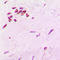 SRY-Box 6 antibody, LS-C358331, Lifespan Biosciences, Immunohistochemistry frozen image 