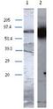 Transglutaminase 1 antibody, AP55343PU-N, Origene, Western Blot image 