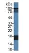 Fatty Acid Binding Protein 1 antibody, MBS2026436, MyBioSource, Western Blot image 