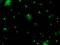 Phosphoglycerate Mutase 2 antibody, LS-C337461, Lifespan Biosciences, Immunofluorescence image 