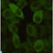 Heat Shock Protein Family B (Small) Member 1 antibody, LS-C813004, Lifespan Biosciences, Immunocytochemistry image 