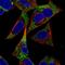 Adenylate Kinase 3 antibody, PA5-64107, Invitrogen Antibodies, Immunofluorescence image 