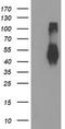 Transmembrane Protein With EGF Like And Two Follistatin Like Domains 2 antibody, TA504556, Origene, Western Blot image 
