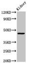 Cytochrome C Oxidase Assembly Homolog COX15 antibody, LS-C672237, Lifespan Biosciences, Western Blot image 