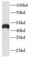 Inhibitor Of Growth Family Member 1 antibody, FNab04308, FineTest, Western Blot image 