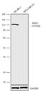 Ribosomal Protein S6 Kinase A5 antibody, 711684, Invitrogen Antibodies, Western Blot image 