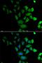 Pregnancy Specific Beta-1-Glycoprotein 1 antibody, LS-C335663, Lifespan Biosciences, Immunofluorescence image 