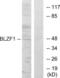 Basic Leucine Zipper Nuclear Factor 1 antibody, LS-C119260, Lifespan Biosciences, Western Blot image 