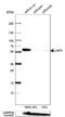 Lunapark, ER Junction Formation Factor antibody, NBP1-80637, Novus Biologicals, Western Blot image 