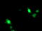 ARLTS1 antibody, LS-C173412, Lifespan Biosciences, Immunofluorescence image 