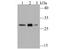 Glutamate-Cysteine Ligase Modifier Subunit antibody, A02948-1, Boster Biological Technology, Western Blot image 