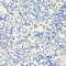 CCCTC-Binding Factor antibody, GTX65926, GeneTex, Immunohistochemistry paraffin image 