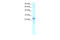 NK2 Homeobox 8 antibody, 27-420, ProSci, Enzyme Linked Immunosorbent Assay image 