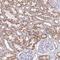 Proline Rich And Gla Domain 3 antibody, NBP2-31832, Novus Biologicals, Immunohistochemistry paraffin image 