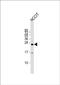 Lin-28 Homolog B antibody, PA5-71921, Invitrogen Antibodies, Western Blot image 