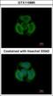 Tropomodulin 3 antibody, GTX115885, GeneTex, Immunocytochemistry image 