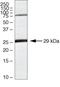 Claudin 18 antibody, 38-8000, Invitrogen Antibodies, Western Blot image 