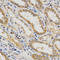 Interferon Beta 1 antibody, LS-C331553, Lifespan Biosciences, Immunohistochemistry frozen image 