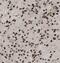 Parkinsonism Associated Deglycase antibody, FNab06148, FineTest, Immunohistochemistry paraffin image 