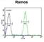 Lysine Demethylase 3B antibody, abx026585, Abbexa, Western Blot image 