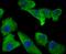 Annexin A4 antibody, A04840-1, Boster Biological Technology, Immunocytochemistry image 