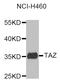 Tafazzin antibody, abx005405, Abbexa, Western Blot image 