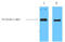 Thioredoxin antibody, STJ96920, St John