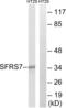 Serine And Arginine Rich Splicing Factor 7 antibody, abx014924, Abbexa, Western Blot image 