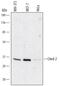 Cbp/P300 Interacting Transactivator With Glu/Asp Rich Carboxy-Terminal Domain 2 antibody, MAB5005, R&D Systems, Western Blot image 