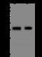 Calponin 2 antibody, 204601-T32, Sino Biological, Western Blot image 