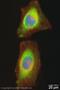 Eukaryotic Translation Termination Factor 1 antibody, ab31799, Abcam, Immunocytochemistry image 