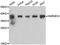 Heterogeneous Nuclear Ribonucleoprotein A1 antibody, LS-C349188, Lifespan Biosciences, Western Blot image 