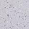 Protocadherin Beta 8 antibody, HPA057773, Atlas Antibodies, Immunohistochemistry frozen image 