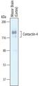 Contactin 4 antibody, AF5495, R&D Systems, Western Blot image 