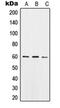 Sorting Nexin 4 antibody, orb214821, Biorbyt, Western Blot image 