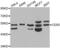CD55 Molecule (Cromer Blood Group) antibody, abx001140, Abbexa, Western Blot image 