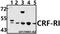 Corticotropin Releasing Hormone Receptor 1 antibody, GTX66871, GeneTex, Western Blot image 
