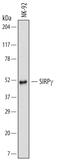 Signal Regulatory Protein Gamma antibody, MAB4486, R&D Systems, Western Blot image 