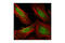 WD Repeat Domain 77 antibody, 2823S, Cell Signaling Technology, Immunocytochemistry image 