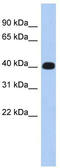 Ermin antibody, TA336133, Origene, Western Blot image 