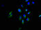 G Protein Subunit Gamma Transducin 2 antibody, LS-C375803, Lifespan Biosciences, Immunofluorescence image 