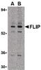 CASP8 And FADD Like Apoptosis Regulator antibody, PA5-19883, Invitrogen Antibodies, Western Blot image 