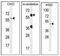 GTP Binding Protein 2 antibody, AP51978PU-N, Origene, Western Blot image 