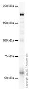 Contactin Associated Protein 1 antibody, ab34151, Abcam, Western Blot image 