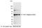 AU1 epitope tag antibody, 18818, QED Bioscience, Western Blot image 