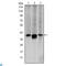 Mitogen-Activated Protein Kinase Kinase 6 antibody, LS-C812701, Lifespan Biosciences, Western Blot image 