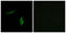 Sodium Channel Epithelial 1 Delta Subunit antibody, LS-C119717, Lifespan Biosciences, Immunofluorescence image 