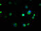 ER Membrane Protein Complex Subunit 8 antibody, CSB-PA005835LA01HU, Cusabio, Immunofluorescence image 